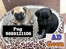 Pug puppy buy and sale in jalandhar city pet shop 9888121106